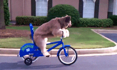 Bike-Dog-WTF-701036264.gif