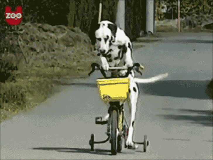 funny-bicycle-gif-50-3702099814.gif