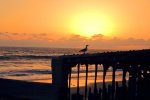 Malibu_Beach_Bird_02102013.jpg