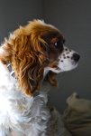 Charlie In Profile.jpg