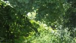 polarizer_greenery.jpg