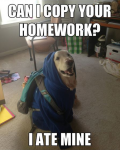 copy_homework_dog_meme.png