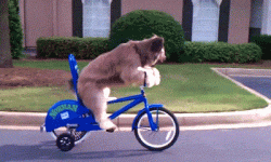 Bike-Dog-WTF-701036264.gif