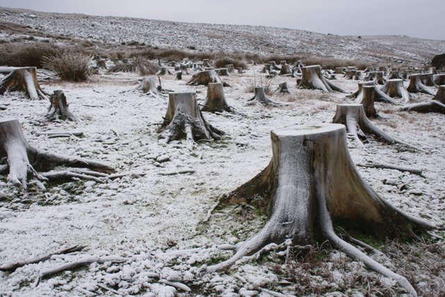 Tree_Stumps_-_geograph.org.uk_-_633979.jpg