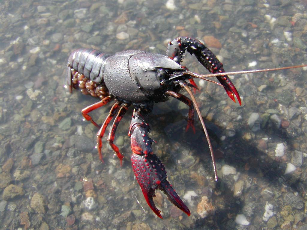 crawdad6.jpg