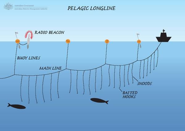 longline.jpg