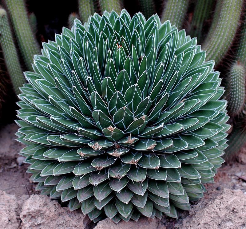 AGAVE.jpg