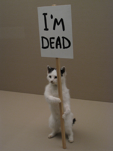 dead-cat.jpg