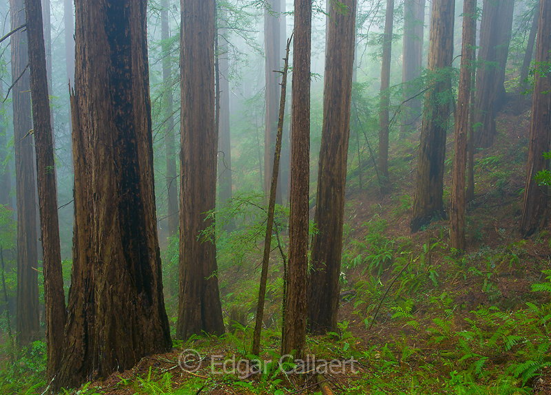 MW-144-Coastal-Fog-Redwoods-Muir-Woods-National-Monument-Marin-County-California.jpg
