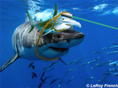 shark_with_laser_beam_by_ptronic-d2zv3oa.jpg